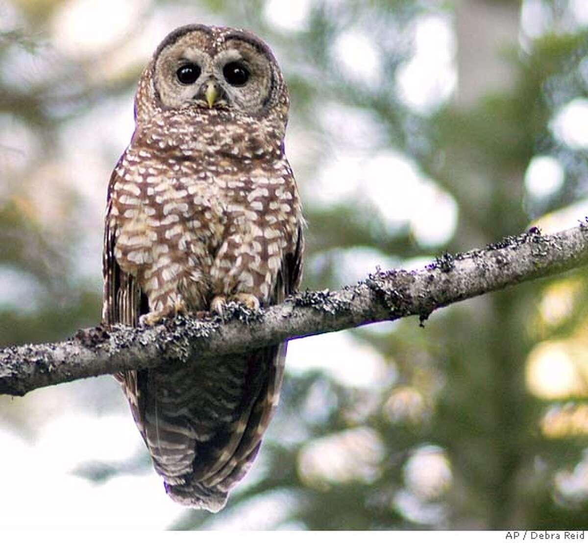 CALIFORNIA / U.S. rejects protection for a spotted owl / Government ...