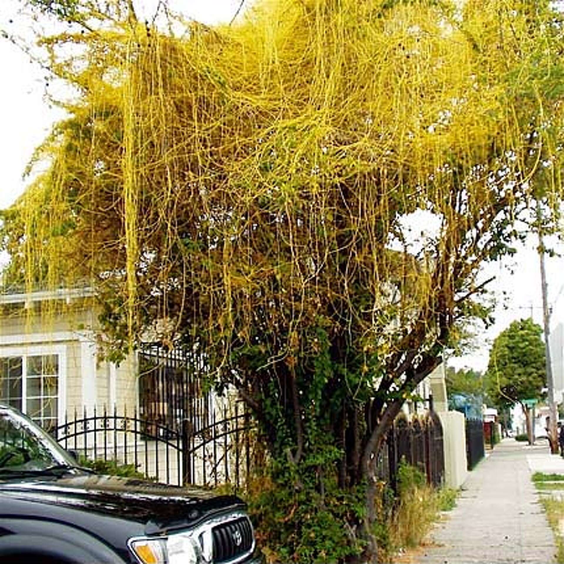 The Dirt: Beware the invasive Japanese dodder