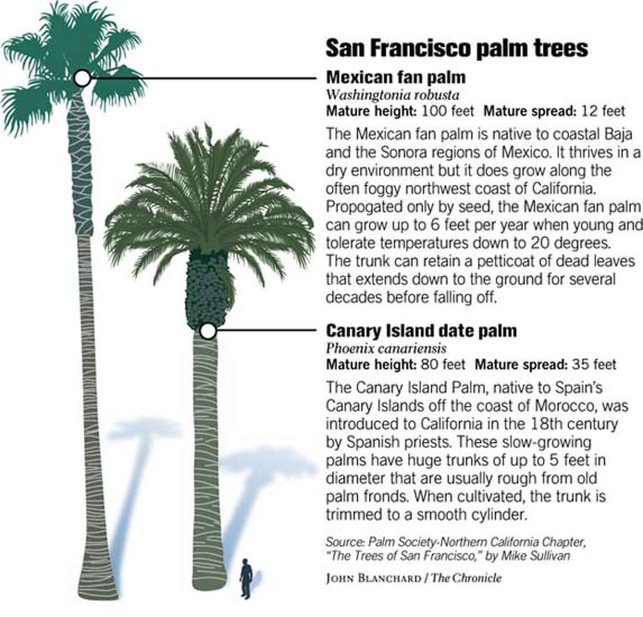 Palms Pop Up All Over S F Since The 1989 Earthquake The