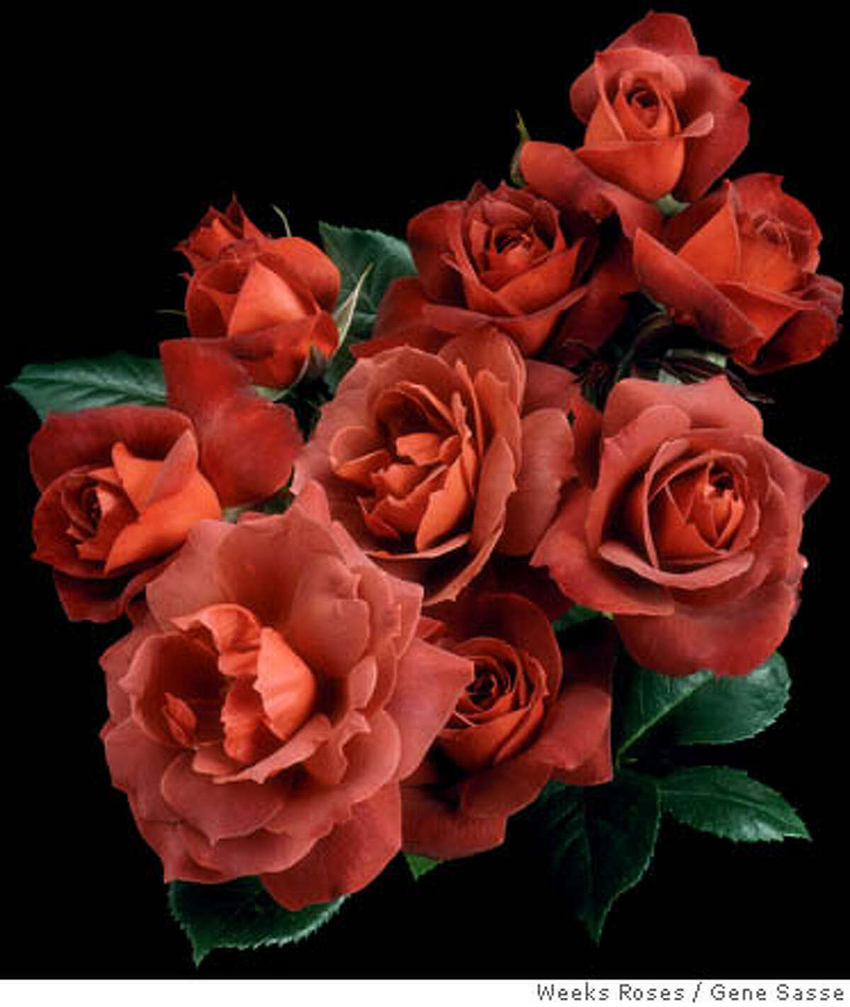 Love affair with roses can bloom in fog