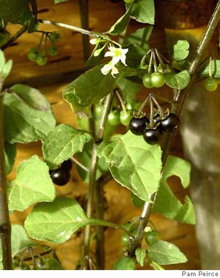 Golden Gate Gardening Black nightshade creeps into new raised beds