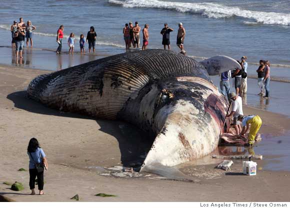 A bad stretch for whales as 5 behemoths die off the California coast