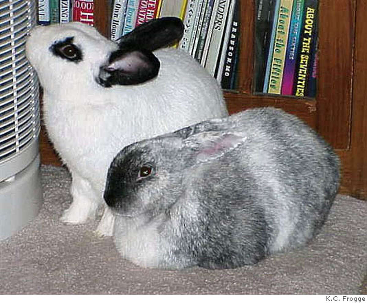 A hareraising tale / Rabbits can be great pets, but