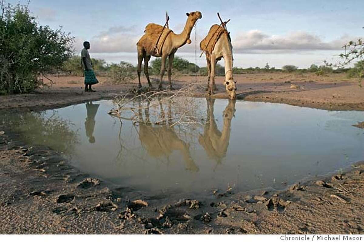 When water is scarce, camels come first / Some nomads walk for 90 miles