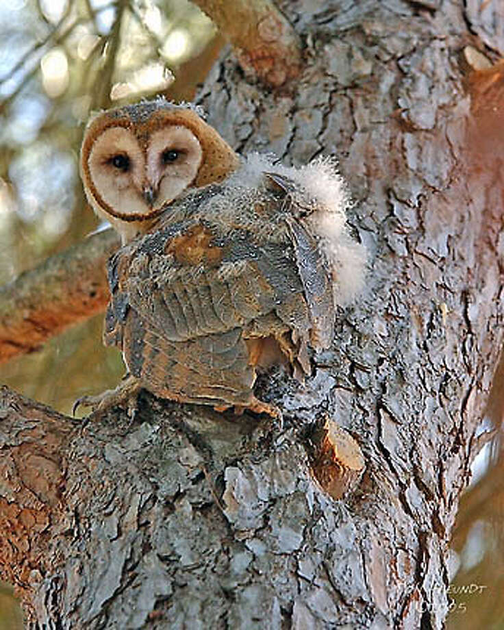 Barn Owls All Too Happy To Be Your Rat Catchers Birds A Natural