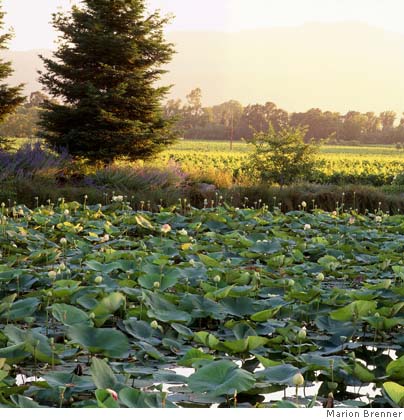 The Lotus Eaters / A Lord Tennyson poem brought to life as a lily pond