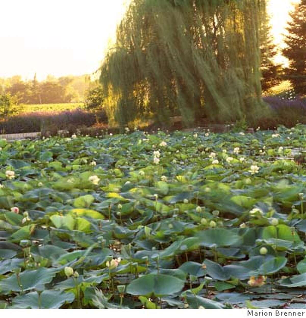 The Lotus Eaters / A Lord Tennyson poem brought to life as a lily pond