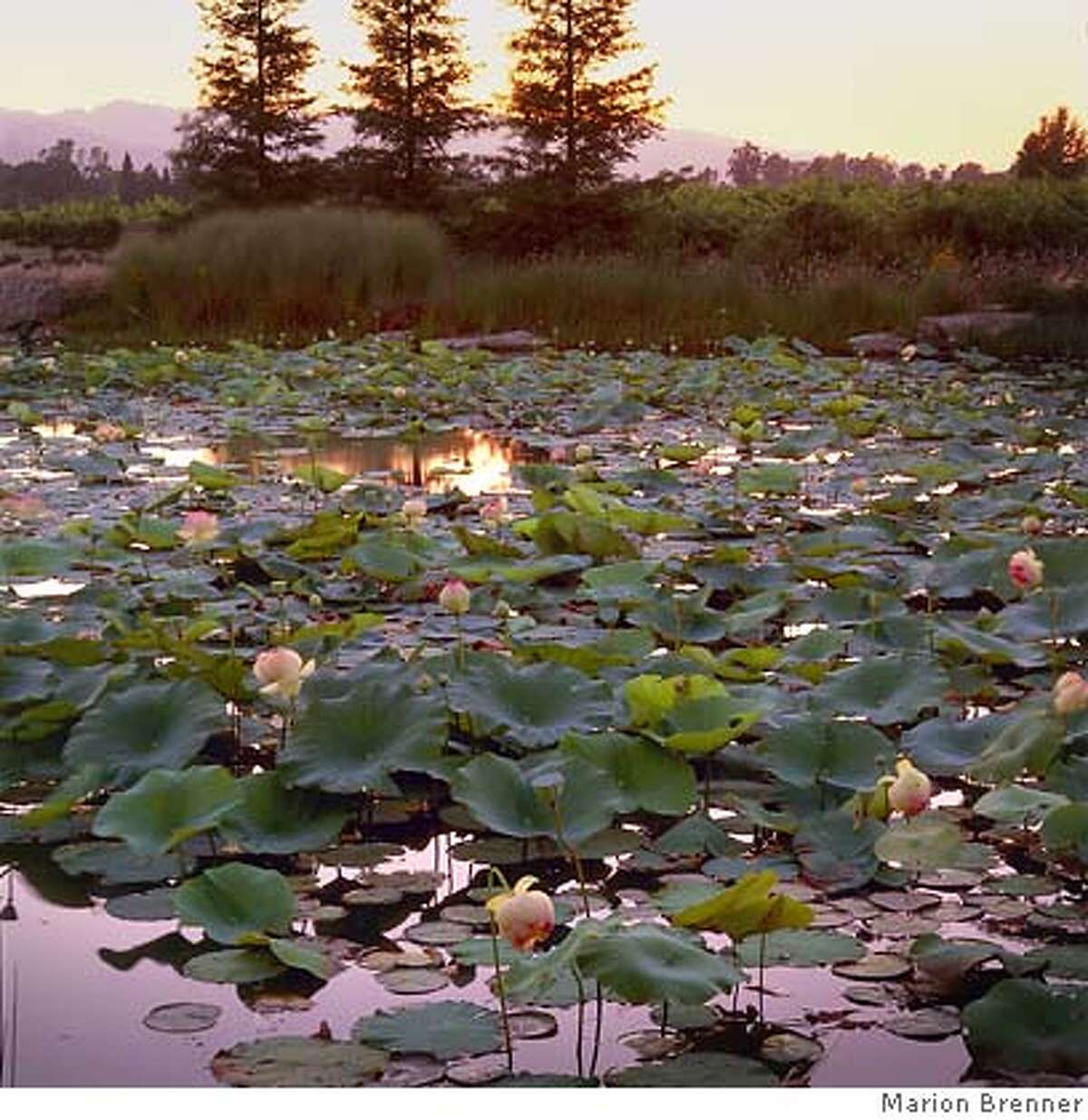 The Lotus Eaters / A Lord Tennyson poem brought to life as a lily pond