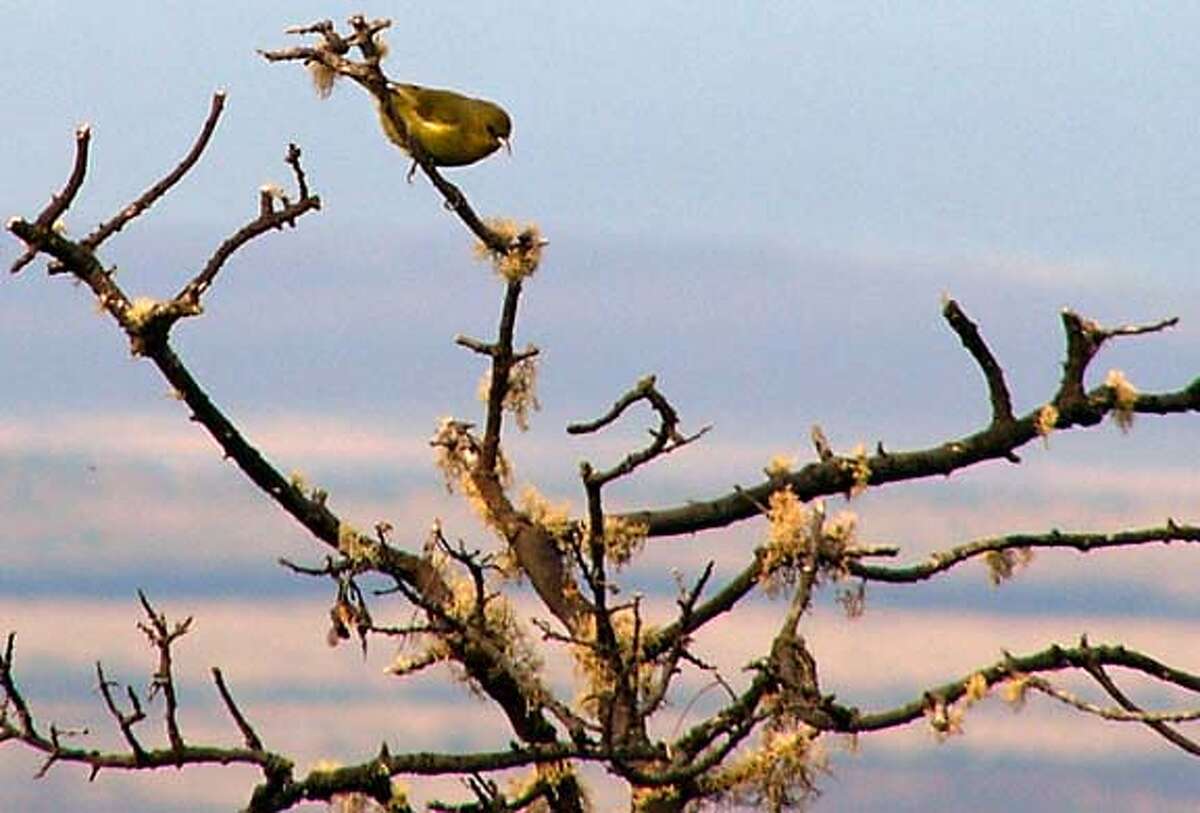 DESTINATION HAWAII / Bird watching on the Big Island Tourism on a wing