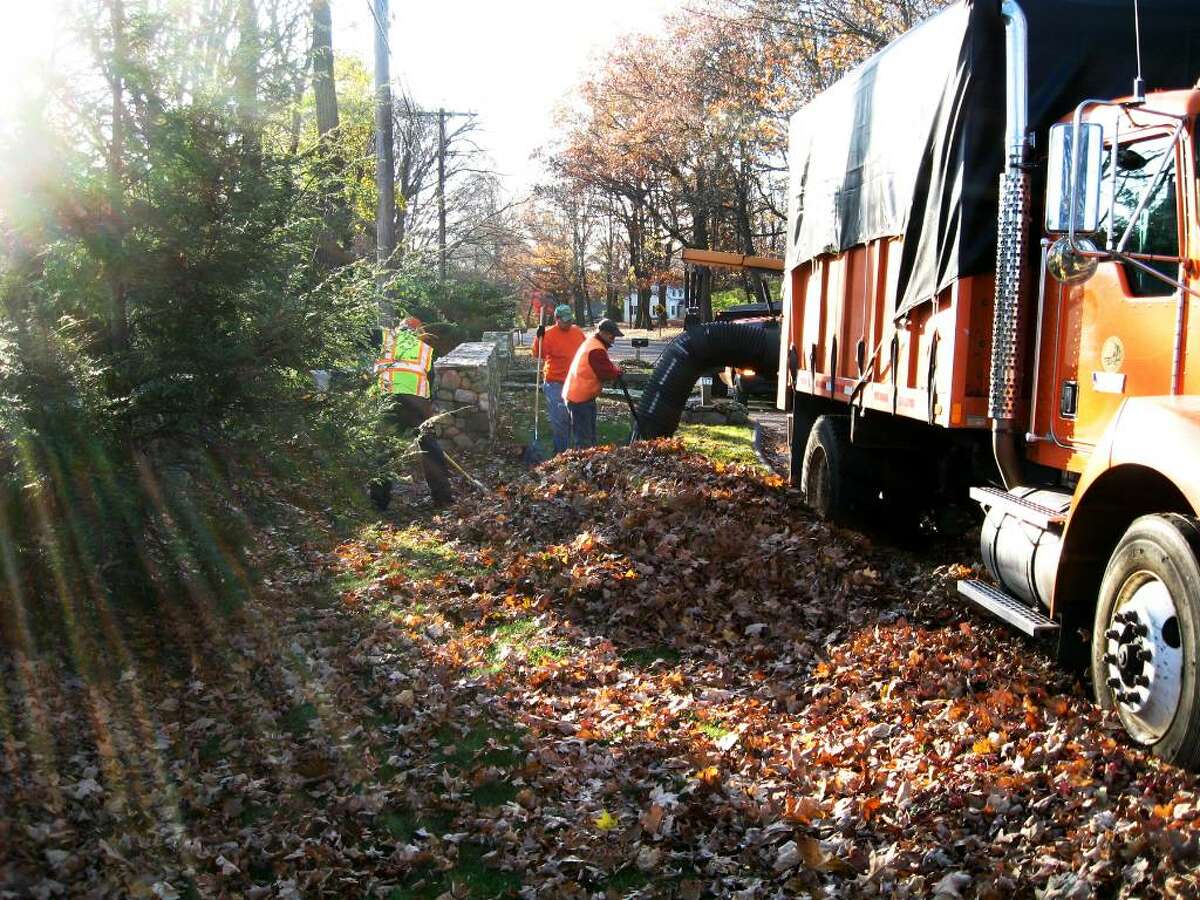 From tree top to compost heap the journey of one leaf and millions