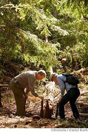 Redwood Auto Sales >> BERKELEY / Big tree ambitions / Volunteers try to reforest ... Redwood Auto Sales >> BERKELEY / Big tree ambitions / Volunteers try to reforest ...