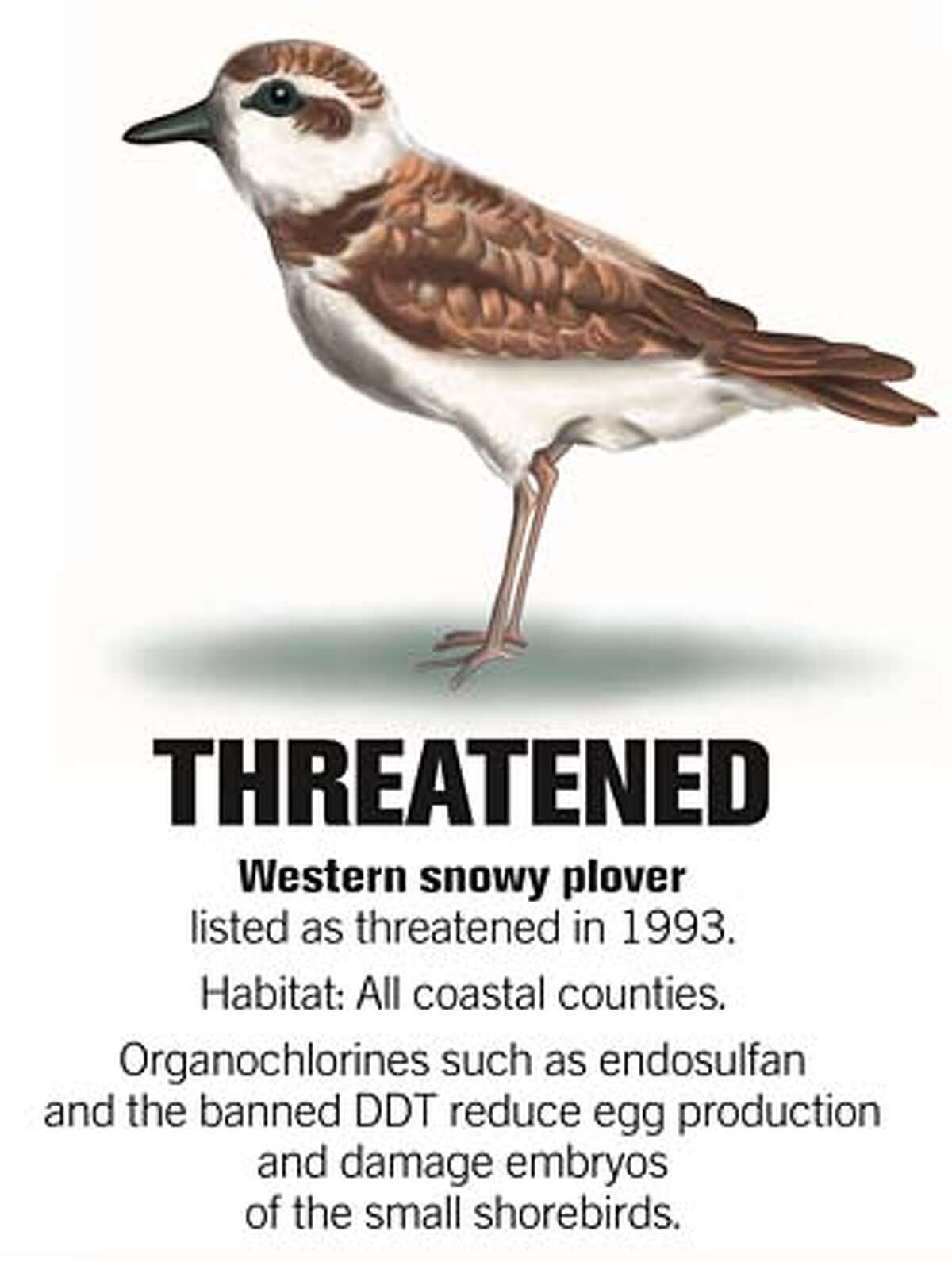 Western snowy plover. Source: Center for Biological Diversity. Chronicle illustration by John Blanchard