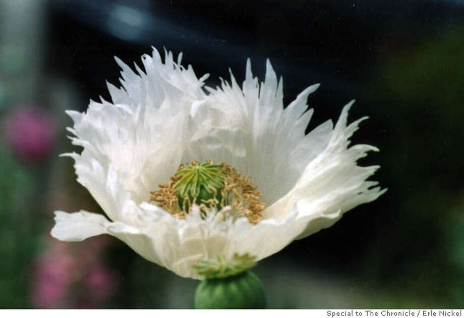 Breadseed poppies a botanical balance of art and architecture SFGate