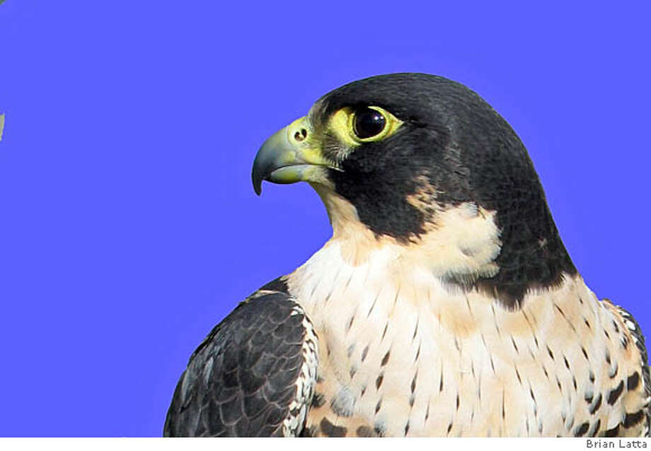 Peregrine Falcons In Love And Flying High Sfgate