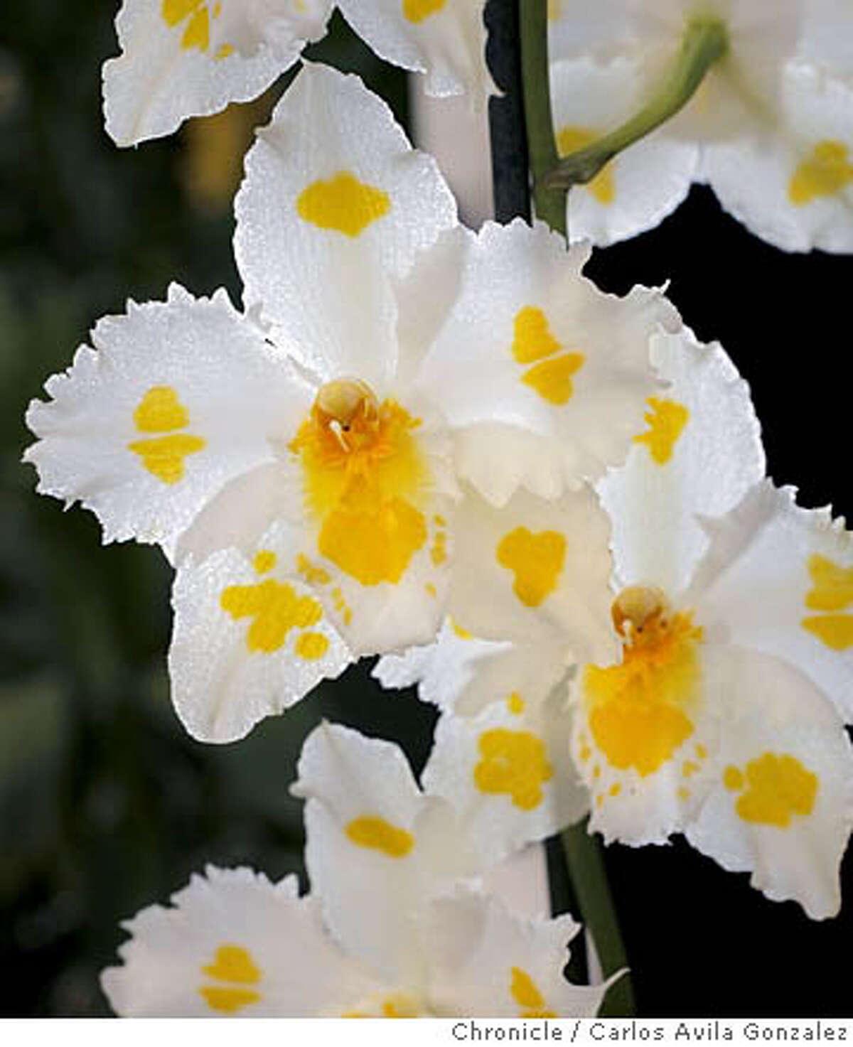 FLOWERS OF WINTER / The orchid, one of the season's few bloomers, is