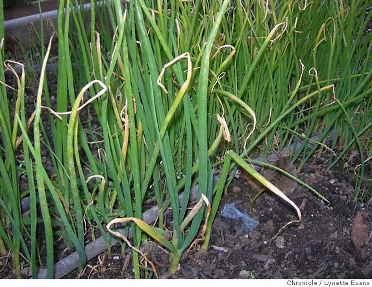 Plant of the Week Sweet 'Walla Walla' onions