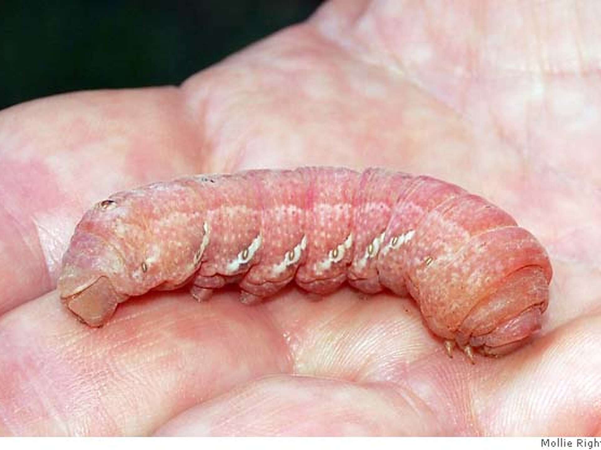 Digger's' Journal: Sphinx moth causes a stir in caterpillar form