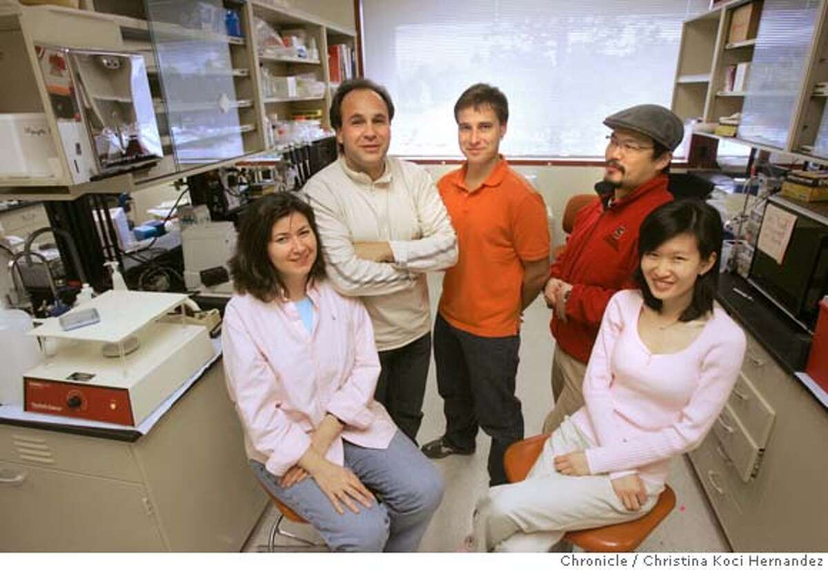 CHRISTINA KOCI HERNANDEZ/CHRONICLE (L to R) Dawn Teo, Stefan Heller, Christian Grimm, Kazou Oshima and Sabina Mann.Stefan Heller has started a Otolaryngology lab at Stanford University School of Medicine. Heller, 40, discovered stem cells in the hair cells of the ear that may one day lead to a cure for deafness. This occured at Harvard, then Stanford stole away Heller, his wife Sabine, also a scientist and their entire lab crew of 6. None are Americans. They have all new equipment set up at Stanford and are working on their experiments. They are a disheveled group. Heller the director, wears a t-shirt and Converse low tops around the lab. Please get a portrait of the group. Ask them not to dress different than any other lab day. They were given jackets that say "Stanford Otolaryngology" so maybe get that in picture. Also try to get some kind of science shot as secondary art. He has caterpillar cells mixing in giant beakers and a whole freezer full of DNA samples they brought out in a Fed Ex regrig