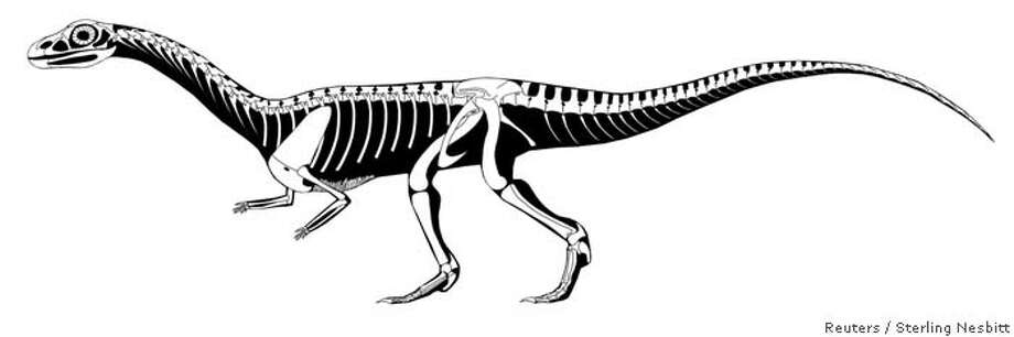 Ancient crocodile kin looked like T. rex / Fossil shows how different ...