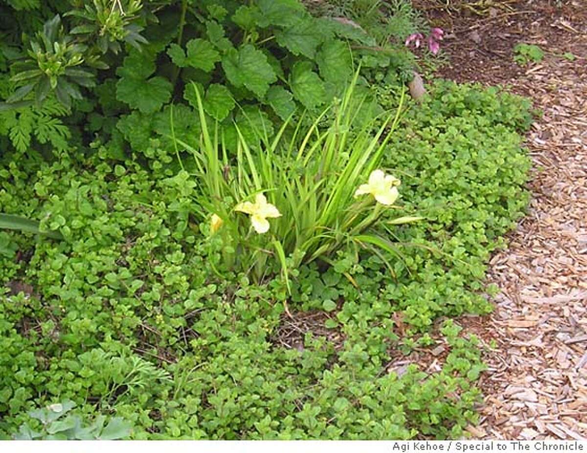 PICK OF THE WEEK Yerba buena / Thriving mint covers well