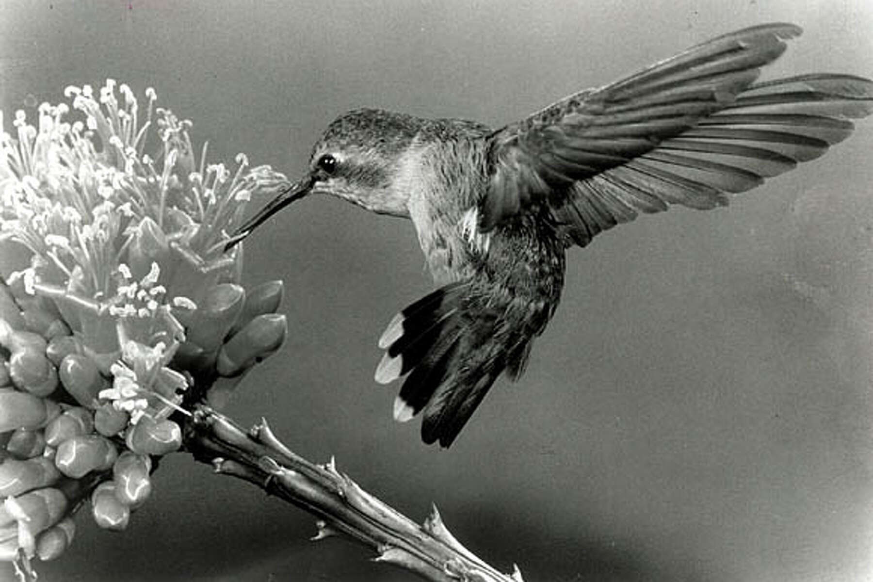 black and white photography hummingbird