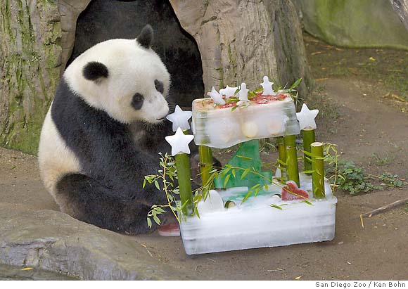 Giant Panda Cub In Tree #1 Coffee Mug by San Diego Zoo - Animals and Earth  - Website