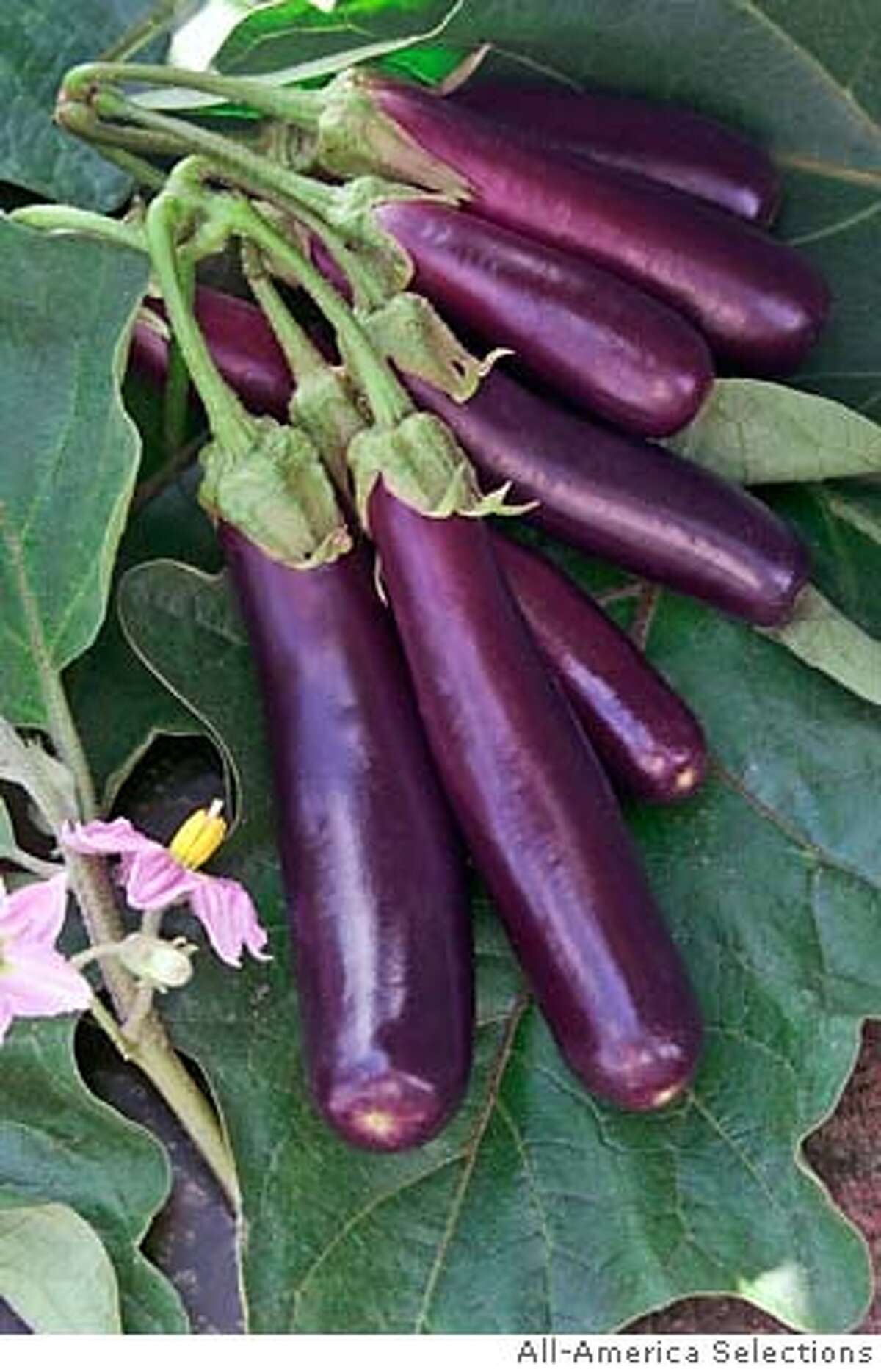 eggplant seedlings