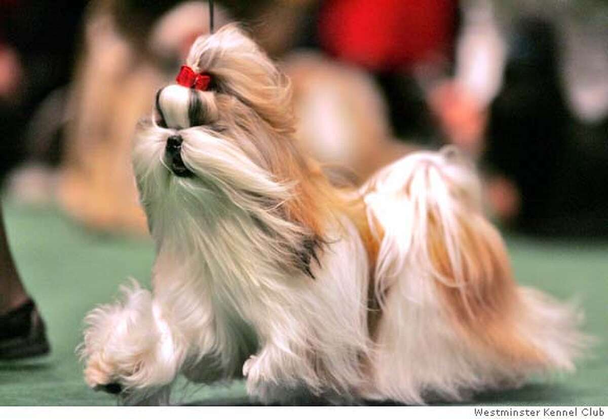 The dog world's show of shows A viewer's guide to Westminster