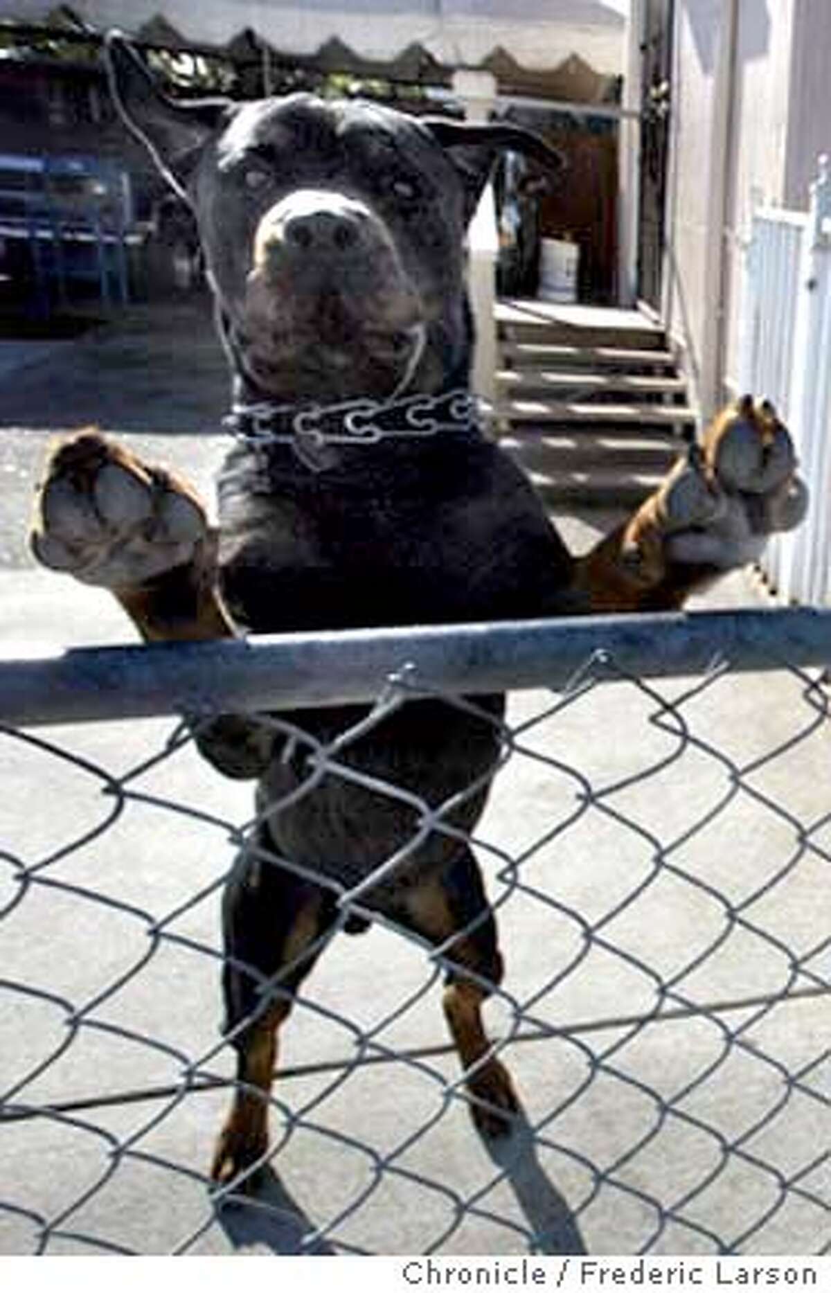 Gas meter reader makes best of 'Hound Hell' in San Pablo / PG&E trying to eradicate dog attacks