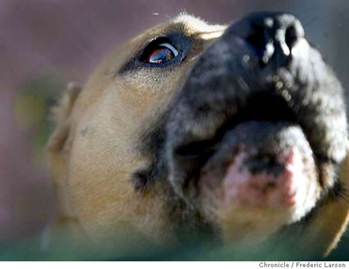Gas meter reader makes best of 'Hound Hell' in San Pablo / PG&E trying to eradicate dog attacks
