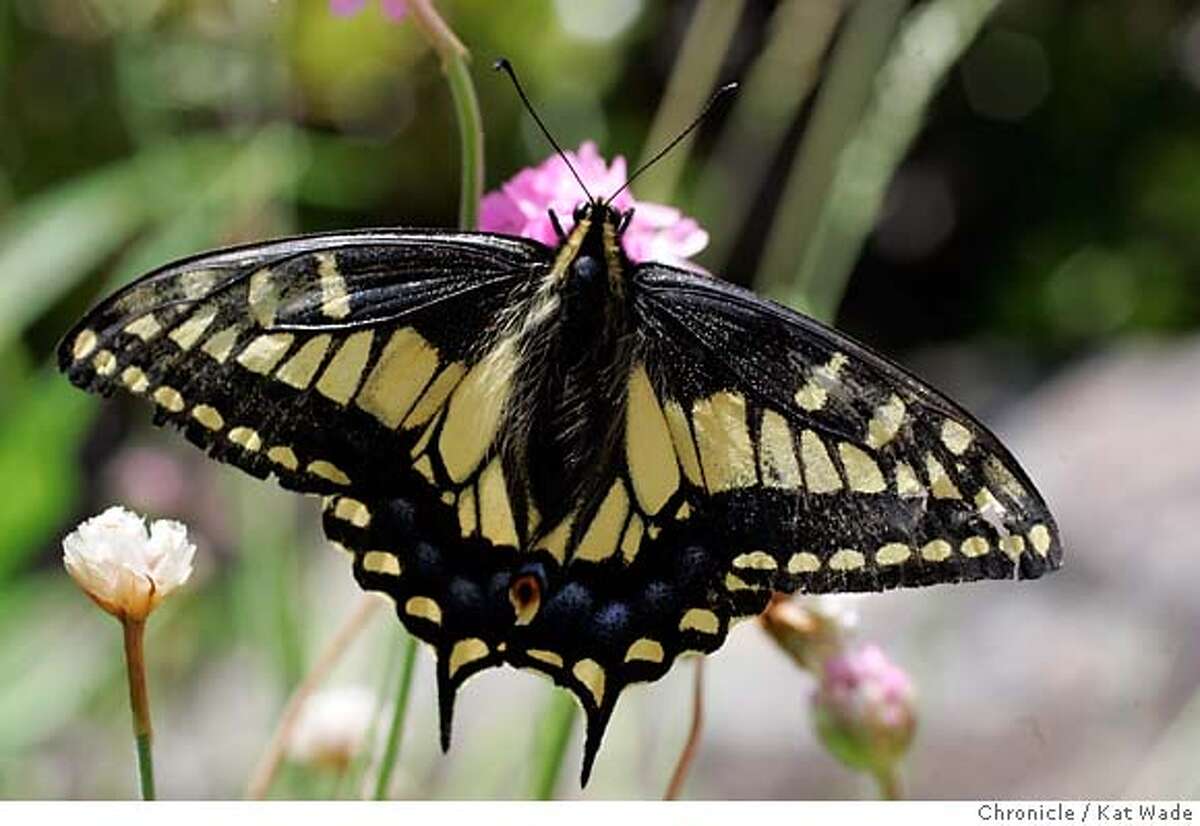 GLOBAL_BUTTERFLIES_594_KW_.jpg Papilio zelicaon Anise Swallowtail butterfly shot in Oakland, Ca, but flown in from Asland, Or. on June 2, 2006.. Kat Wade/The Chronicle ** Mandatory Credit for San Francisco Chronicle and photographer, Kat Wade, No Sales Mags out