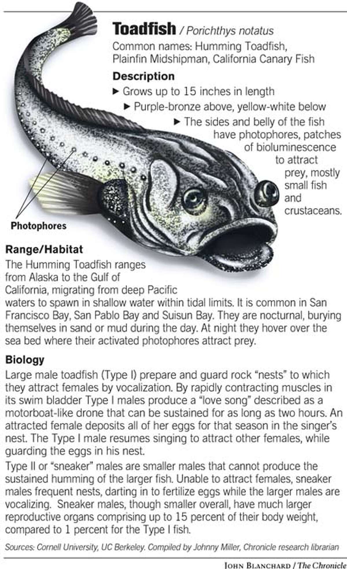 toadfish porichthys notatus sausalito plainfin