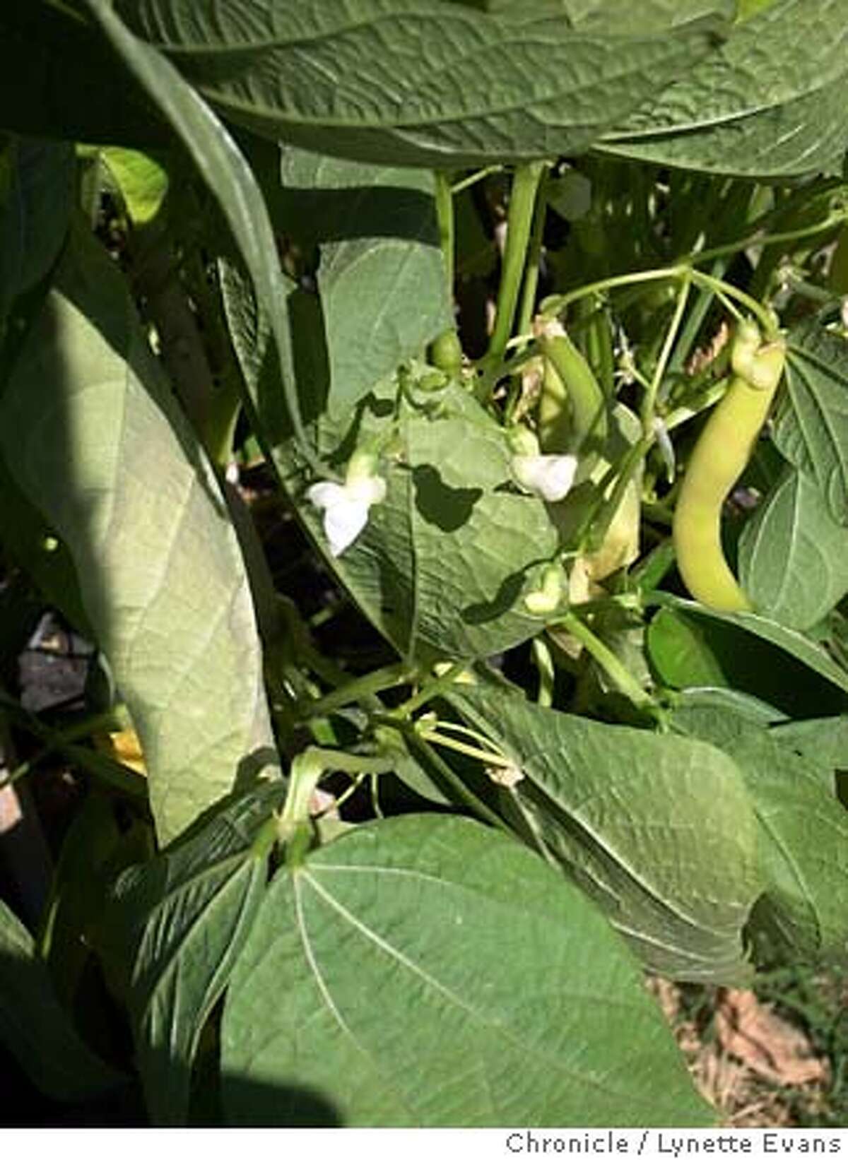 Plant Of The Week Plant Yellow Wax Beans Now For Healthy Harvest