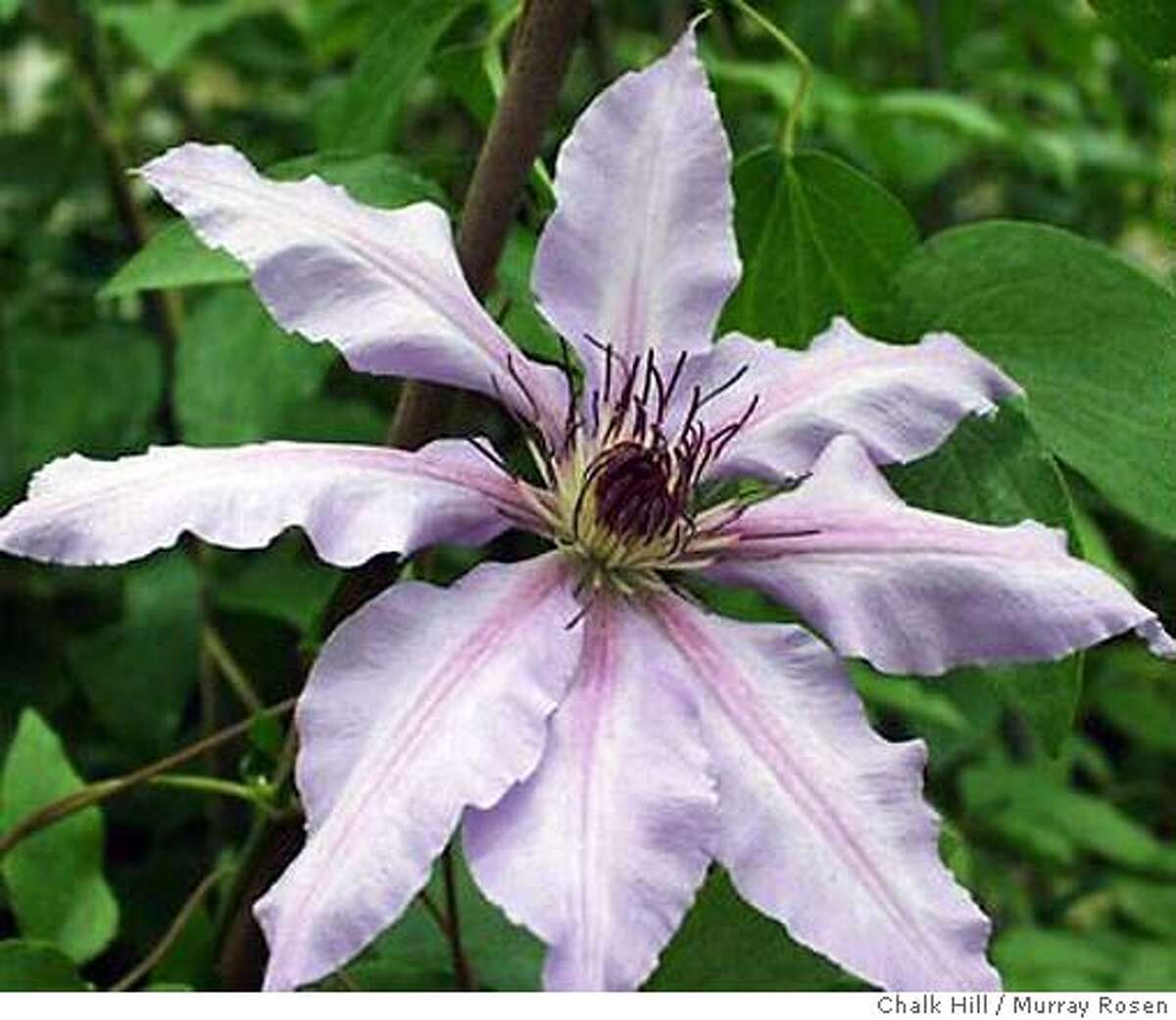 'Queen of climbers' offers a variety of flowering options