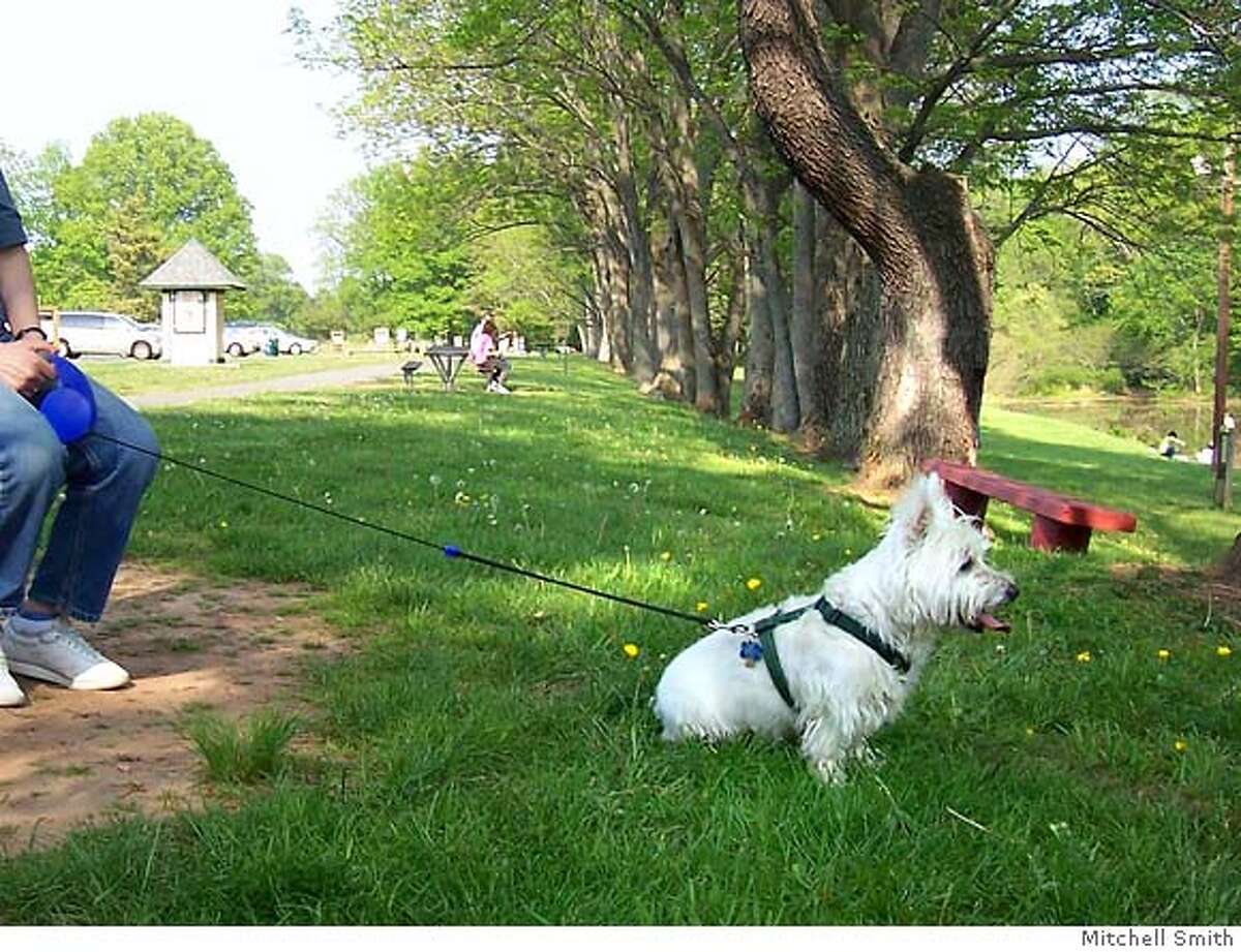 flexi standard 2 dog leash