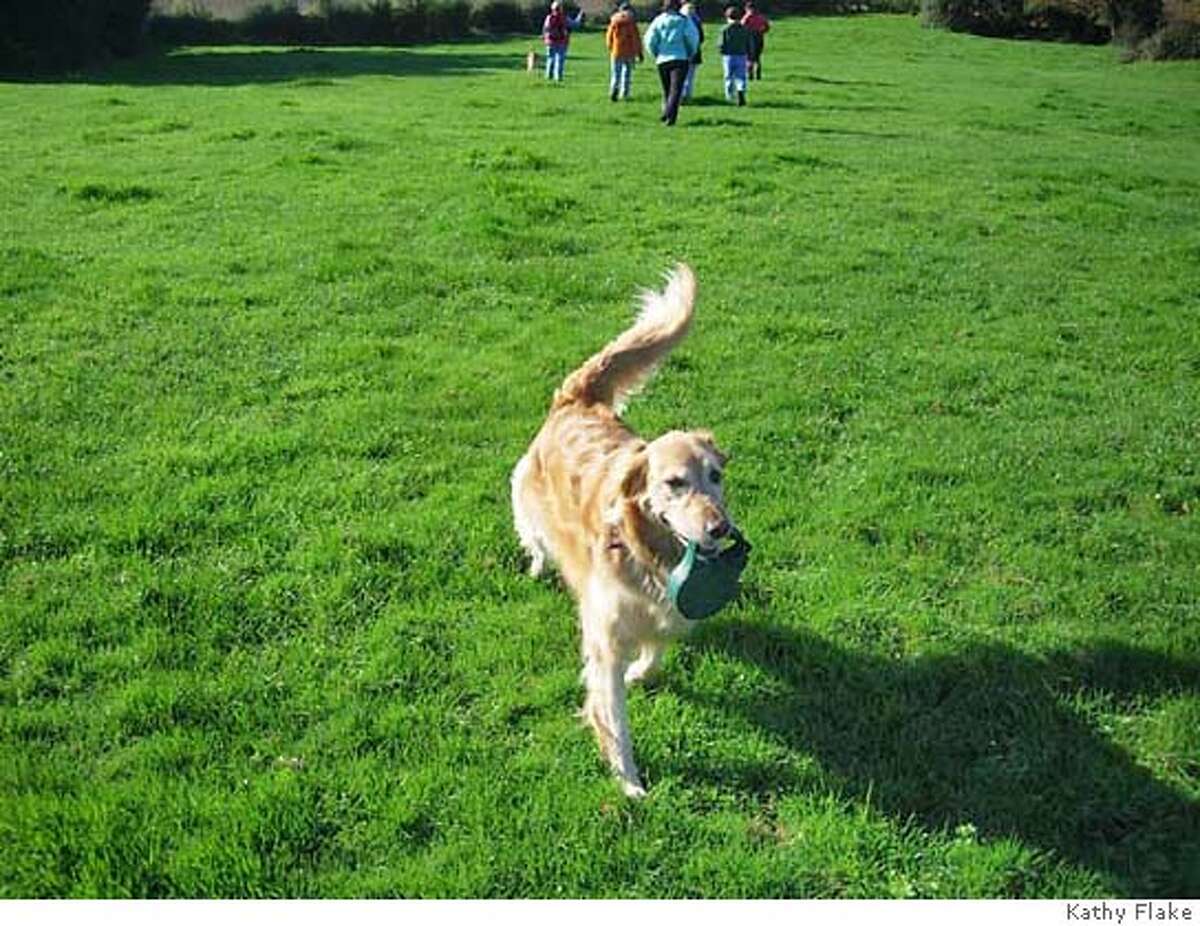 flexi standard 2 dog leash