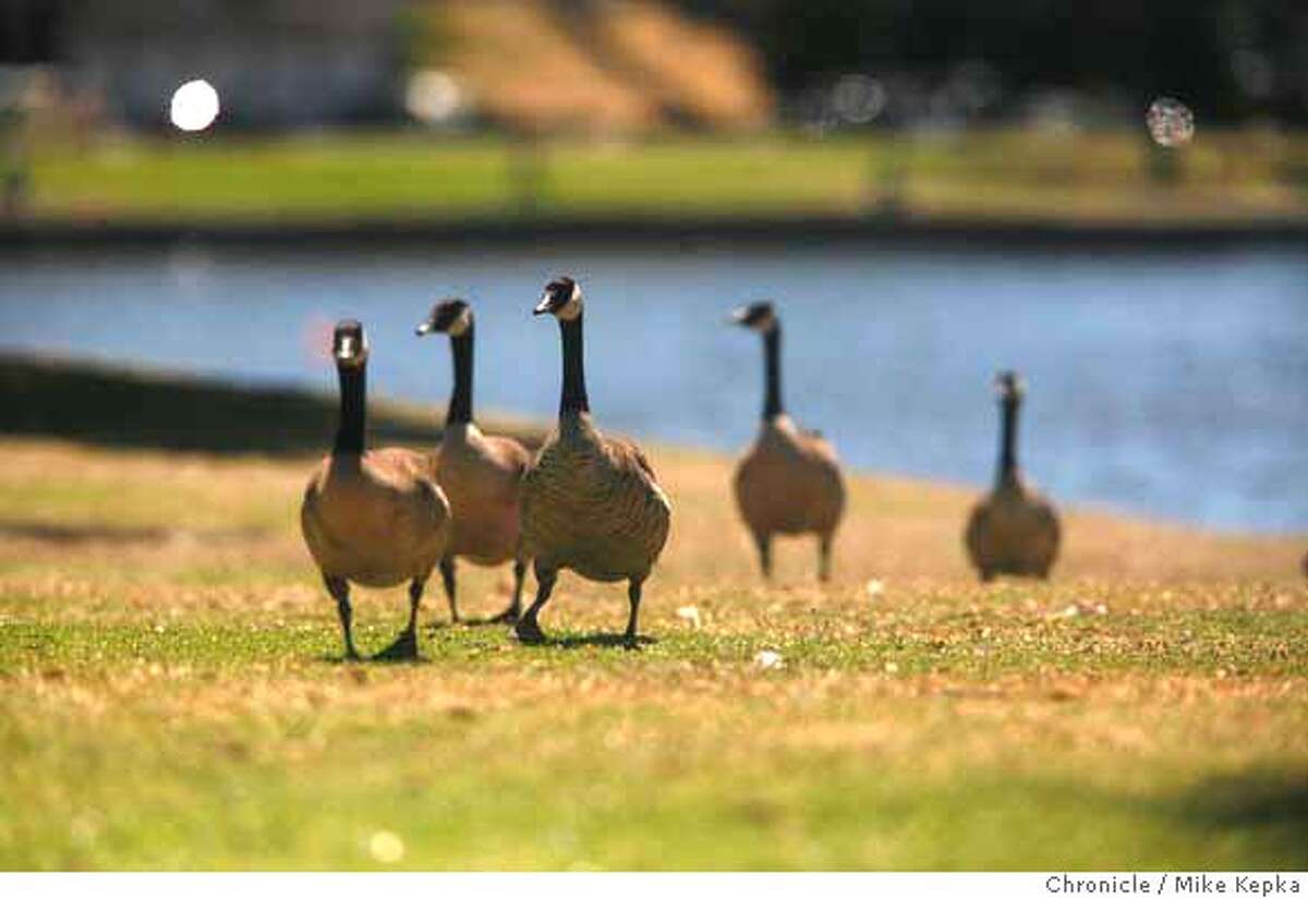 OAKLAND / A honking pile of poop / A ton of goose droppings each week ...