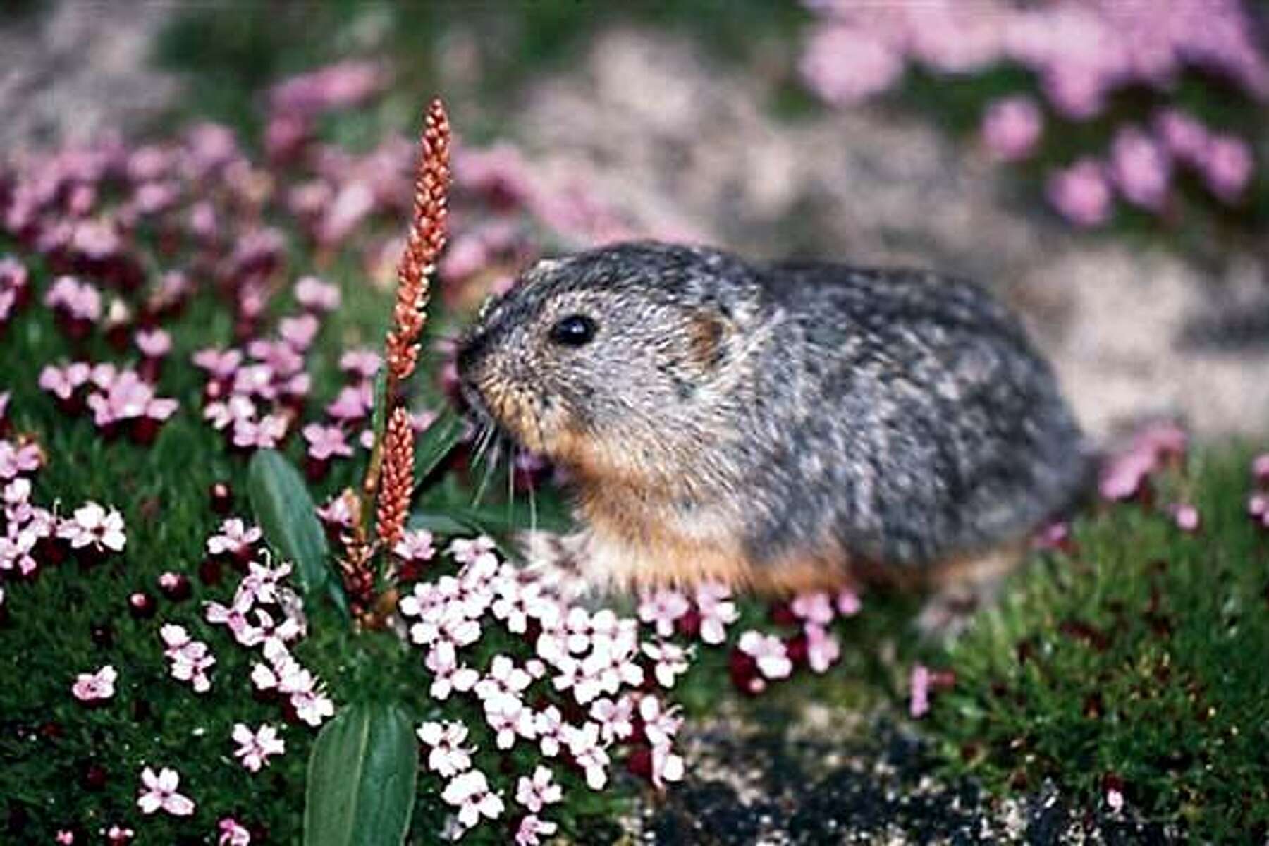 Now I Know Why Lemmings Died