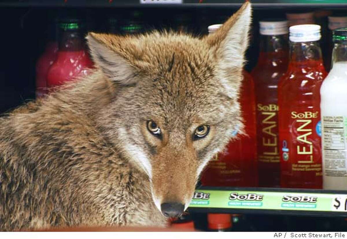 **ADVANCE FOR TUESDAY, MAY 29 - FILE** A coyote looks around in a cooler at a Quizno's sandwich shop in Chicago in this photo from April 3, 2007. Increased encounters with coyotes in urban areas prove that the remarkably adaptive critters, famous for roaming rural stretches, prairies and western deserts, have gone metropolitan. Of the 541 coyotes removed on average across Illinois over the past three years by licensed specialists in dealing with animals deemed nuisances, 312 were from the Chicago area, the state Department of Natural Resources says. (AP Photo/Sun-Times, Scott Stewart, File) **CHICAGO OUT, MAGS OUT**