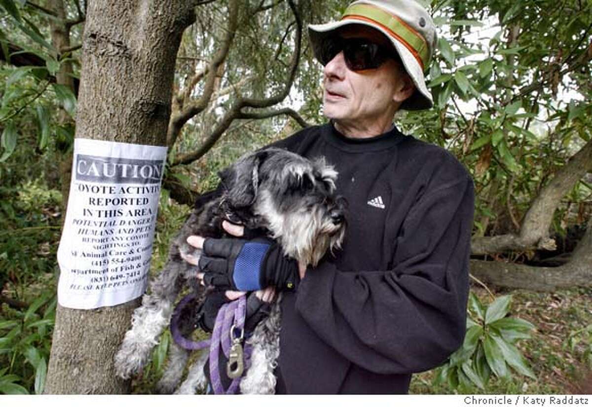 {filename SHOWN: Gene Simone of San Francisco with his schnauzer "Mr. Toes" has seen a number of coyotes over the last three years. Reports of a coyote attacking a dog in Golden Gate Park, San Francisco, CA. (Katy Raddatz/The Chronicle) **Gene Simone, "Mr. Toes" Mandatory credit for the photographer and the San Francisco Chronicle. No sales; mags out.