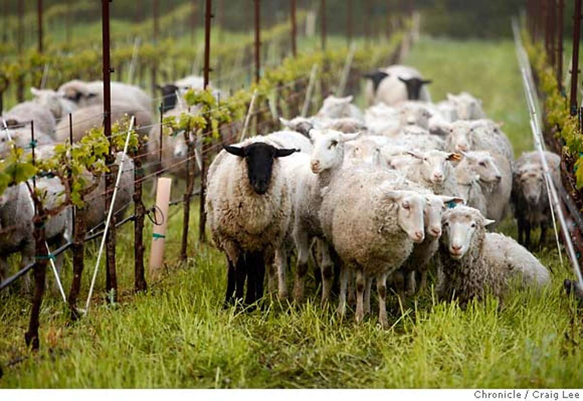 ORGANIC04_0055_cl.JPG Story on organic grape growing and winemaking. These are sheep owned by Don Watson, "mowing" or grazing in the vineyard rows to keep down the growth of weeds. This vineyard was at Cline Cellars vineyard at Adobe Creek in Petaluma. Craig Lee / The Chronicle Ran on: 05-04-2006 Sheep remove the cover crop from vineyards and process it into natural fertilizer. MANDATORY CREDIT FOR PHOTOG AND SF CHRONICLE/NO SALES-MAGS OUT