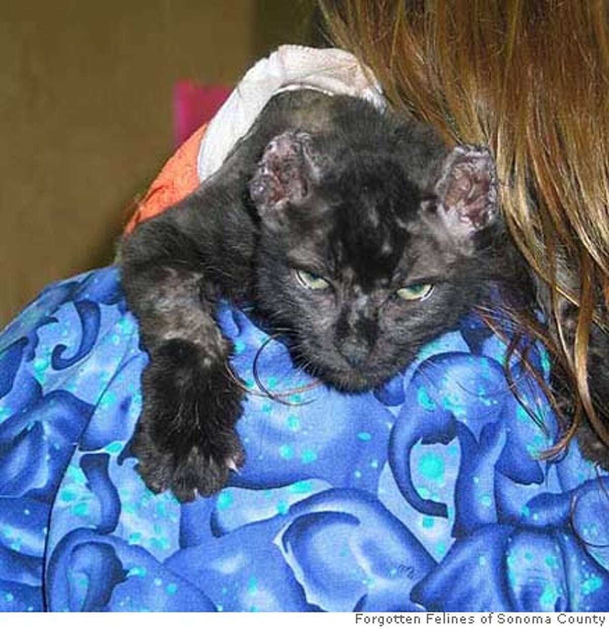 Photo of burned kitten named "Adam." CR: Forgotten Felines of Sonoma County