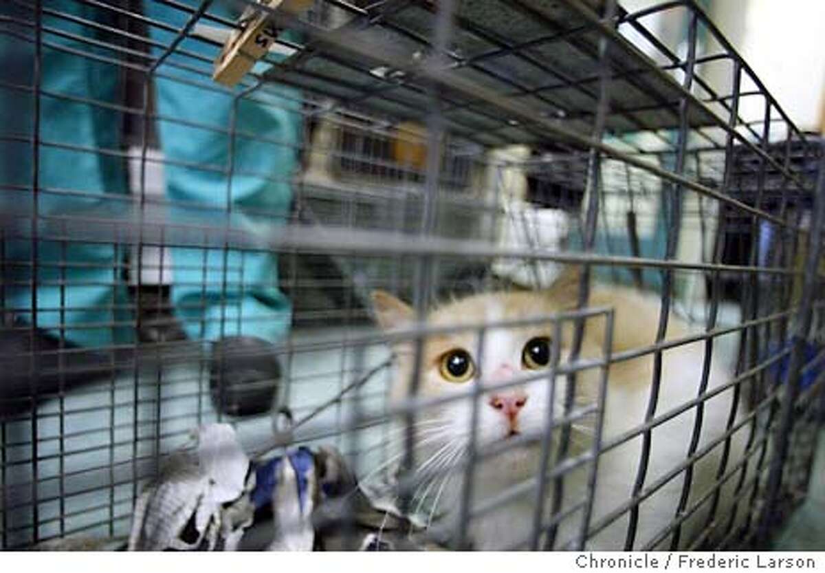 ; The third annual Feral Cat Day at the SF/SPCA where cat caregivers bring in cats they have trapped to the Society for spaying and neutering. National Feral Cat Day is a special day for those who advocate non-lethal feline population control. FREDERIC LARSON / The Chronicle