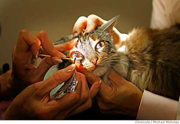 veterinary eye doctor