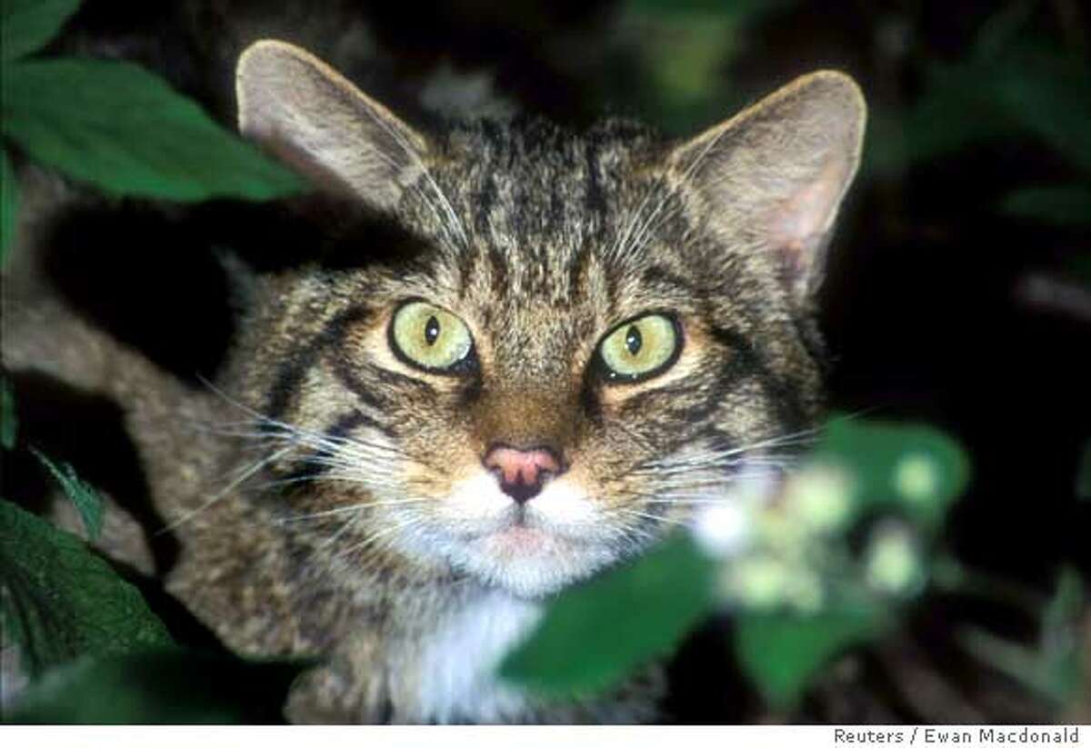 Here, kitty -- 9,500 years ago / Domestic cats' ancestors were tamed in ...