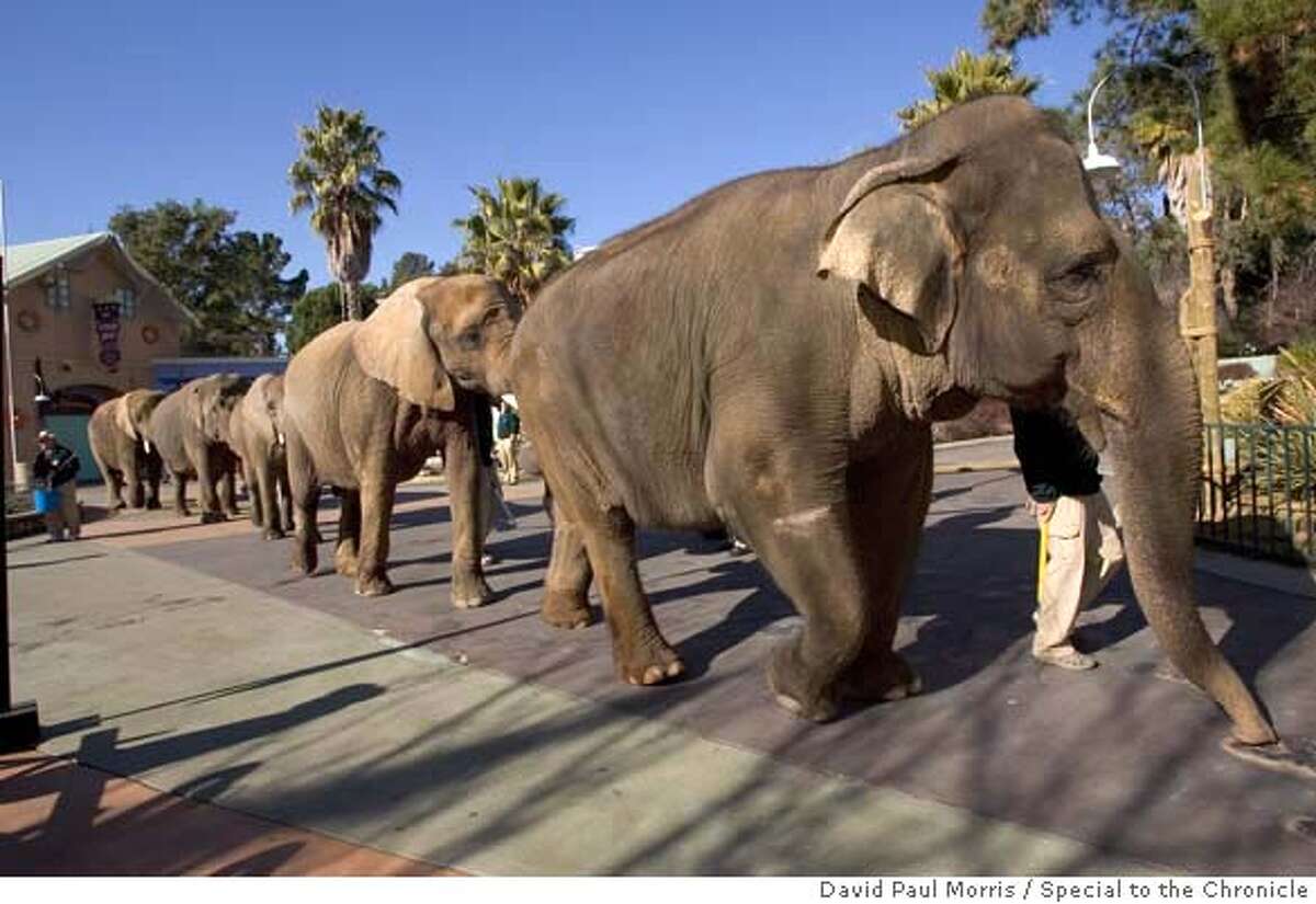 VALLEJO, CA - JANUARY 17: Elephants are being escorted back to their exhibits at Northern California's theme park Six Flags Marine World where it was announced a name change to Six Flags Discovery Kingdom on January 17, 2007 in Vallejo, California. The renovated theme park, which will open on March 24, 2007, will feature a wide range of new experiences that will include interactions with exotic land animals and marine life to thrilling rides. (Photo by David Paul Morris)