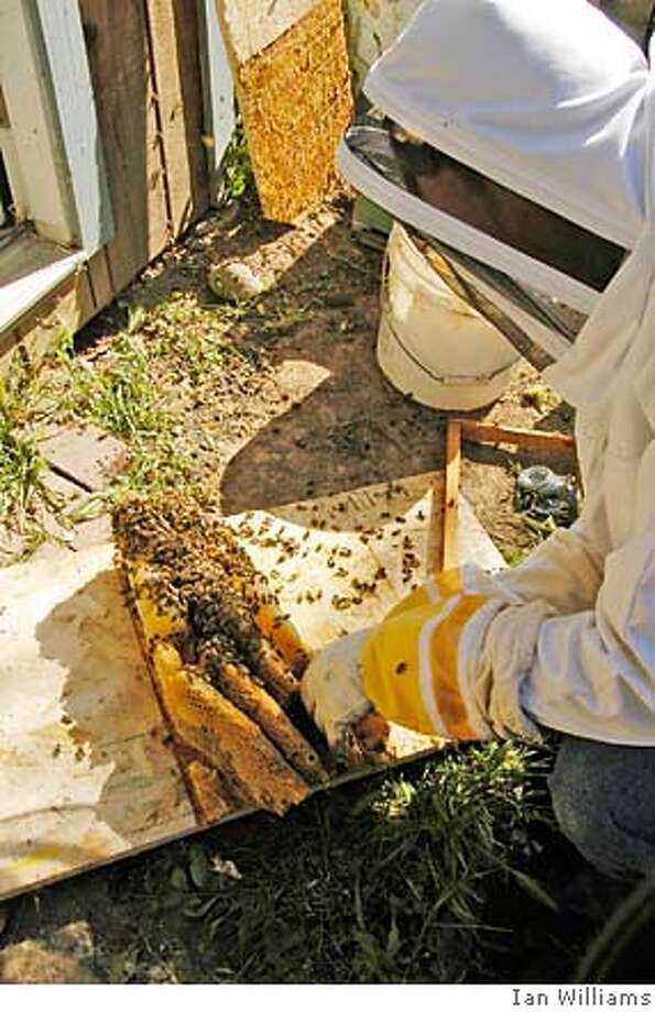 Moving a hive of wild bees while saving the swarm SFGate