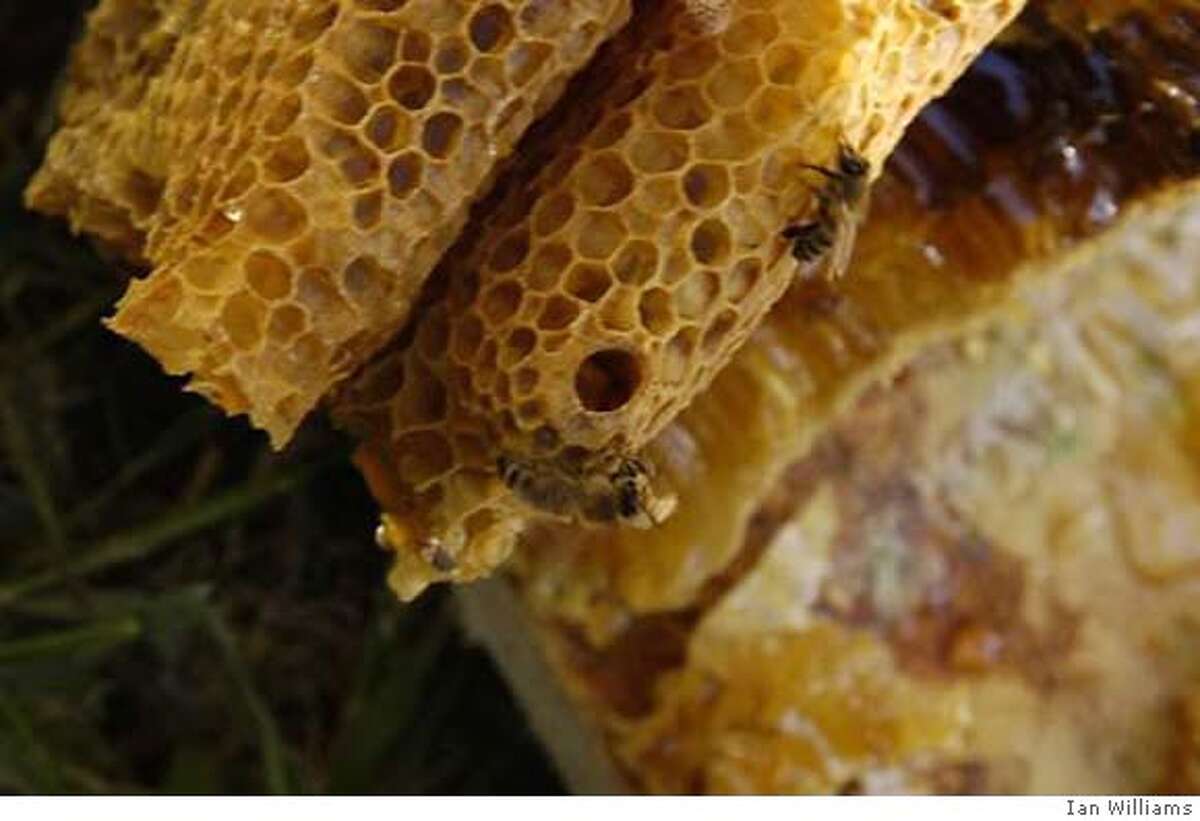 Moving a hive of wild bees while saving the swarm