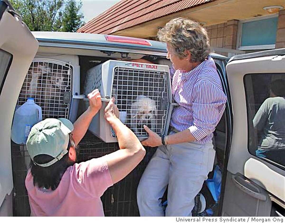 Dr. Helen Hamilton, right, and a volunteer help unload some of the 49 dogs who arrived at Boulevard Pet Hospital in San Jose on Monday, May 28, after an ovenight trip by van from Oklahoma. The dogs were examined and treated at the hospital and are being prepared for adoption to new homes. Universal Press Syndicate photo by Morgan Ong