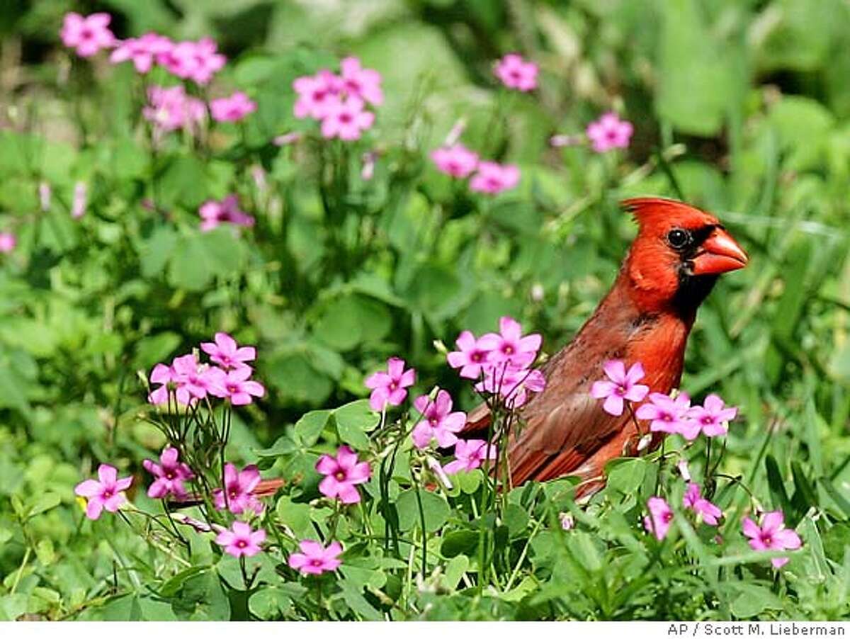 A male Northern Cardinal perches in a bed of flowers in Tyler, Texas. Associated Press photo by Scott M. Lieberman